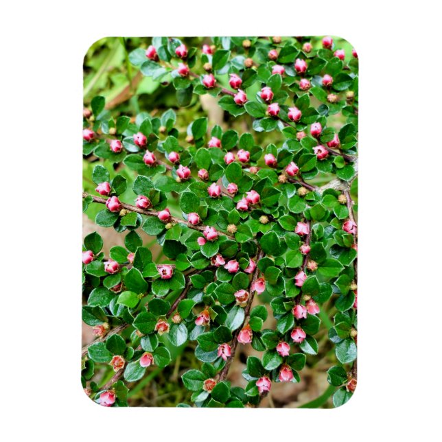 Cotoneaster horizontalis magnet (Vertical)
