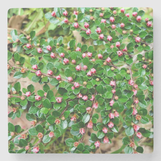 Cotoneaster horizontalis stone coaster (Front)