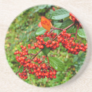 Cotoneaster lacteus coaster