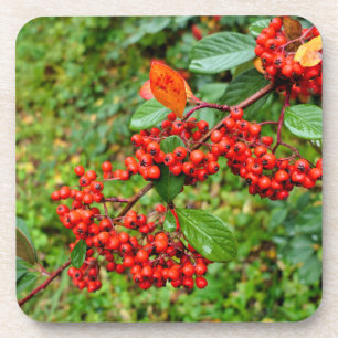 Cotoneaster lacteus coaster