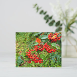 Cotoneaster lacteus postcard