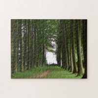 Cotswolds Forest Lush Green Trees Landscape UK