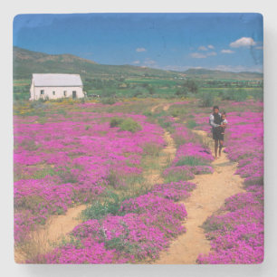 Cottage, Flowers And Girl, Near Kamieskroon Stone Coaster