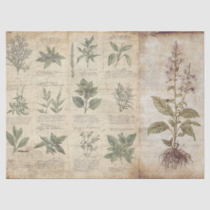 Cottagecore Antique Botanical Herbs Decoupage Tissue Paper