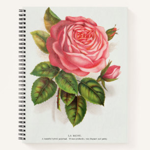 Cottagecore Antique Pink Rose Floral Illustration Notebook