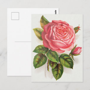 Cottagecore Antique Pink Rose Floral Illustration Postcard