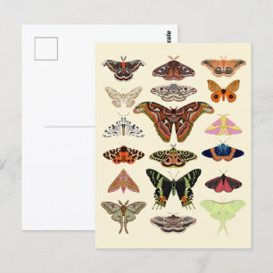 Cottagecore Moths  Postcard