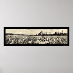 Cotton Billion Dollar Crop Photo 1915 Poster