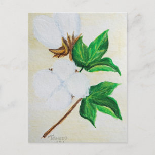 cotton boll botanical postcard