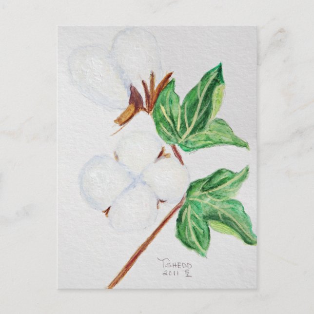 Cotton Boll Botanical Postcard White (Front)