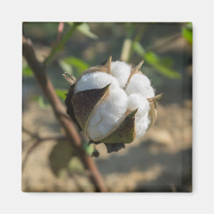 Cotton bud magnet
