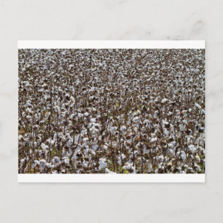 Cotton Crops Field Postcard