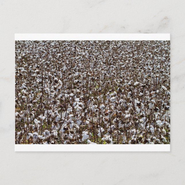 Cotton Crops Field Postcard (Front)
