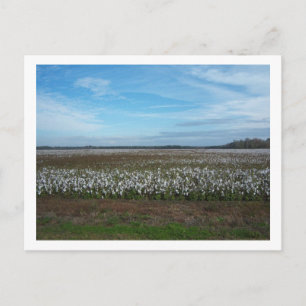 Cotton Field Florida Postcard