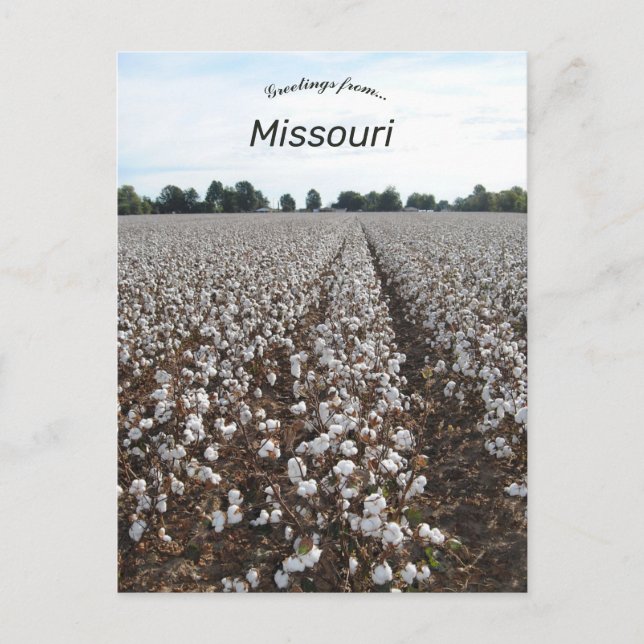 Cotton Field Harvest Missouri Postcard (Front)