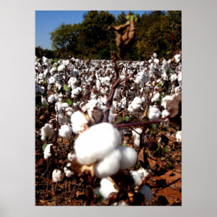 Cotton Field - Murfreesboro, Tennessee Poster