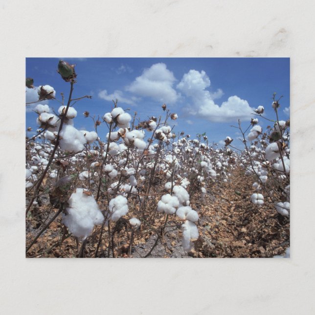 Cotton Field Postcard (Front)