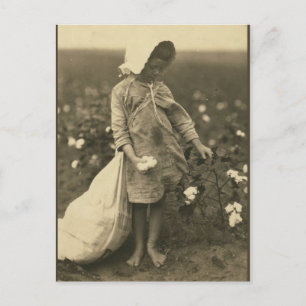 Cotton Field Postcard