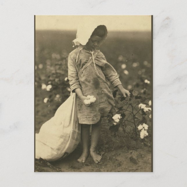 Cotton Field Postcard (Front)