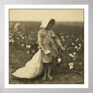 Cotton Field Poster