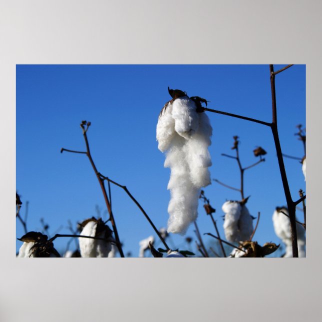 Cotton Field Poster (Front)
