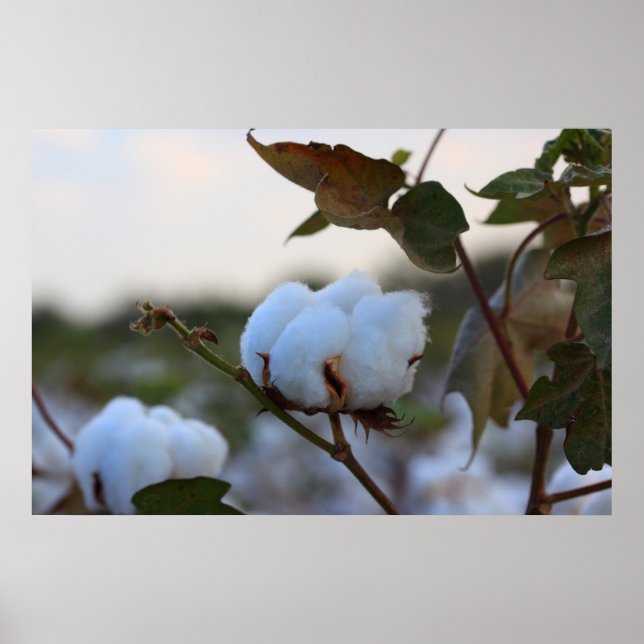 Cotton Field Poster (Front)
