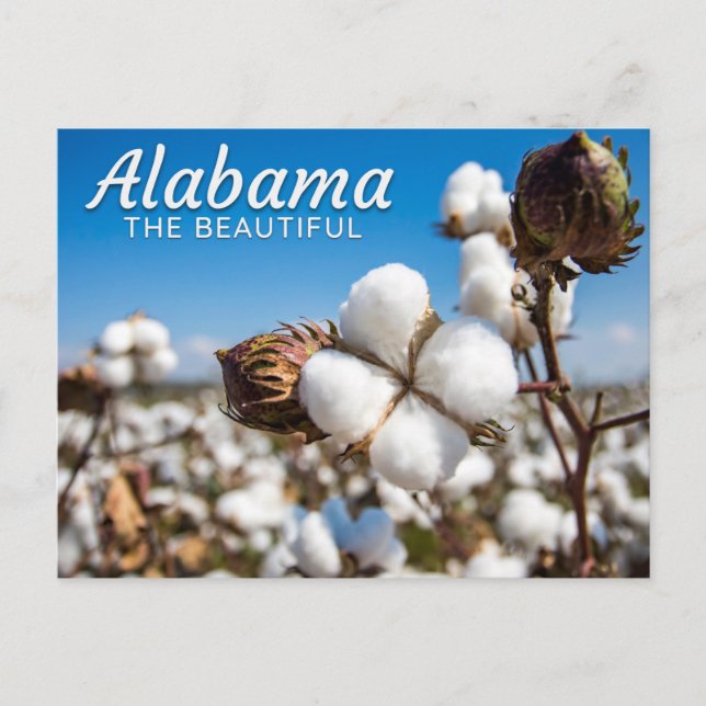 Cotton Fields of Alabama Postcard (Front)
