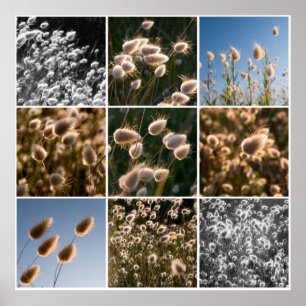 cotton grass montage poster