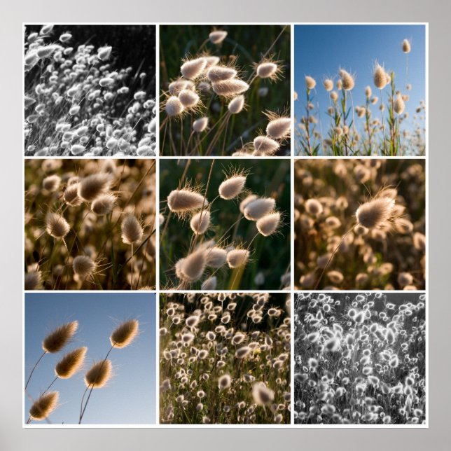 cotton grass montage poster (Front)