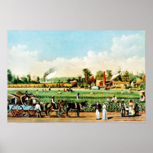 Cotton Plantation in Mississippi Poster
