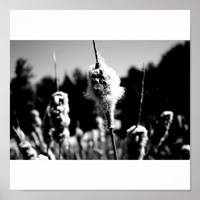 Cotton Poster (Front)