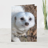 Cotton The White Meerkat, Birthday