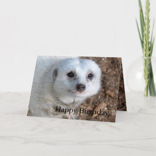 Cotton The White Meerkat, Birthday Card
