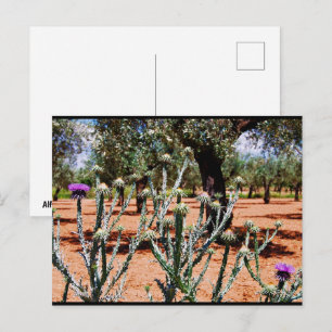 Cotton Thistle in Olive Grove Postcard