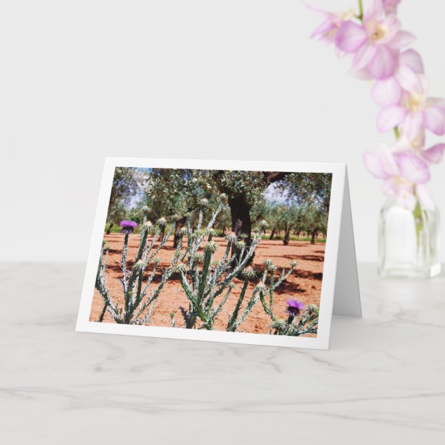 Cotton Thistle, Onopordum Plant Card (Orchid)