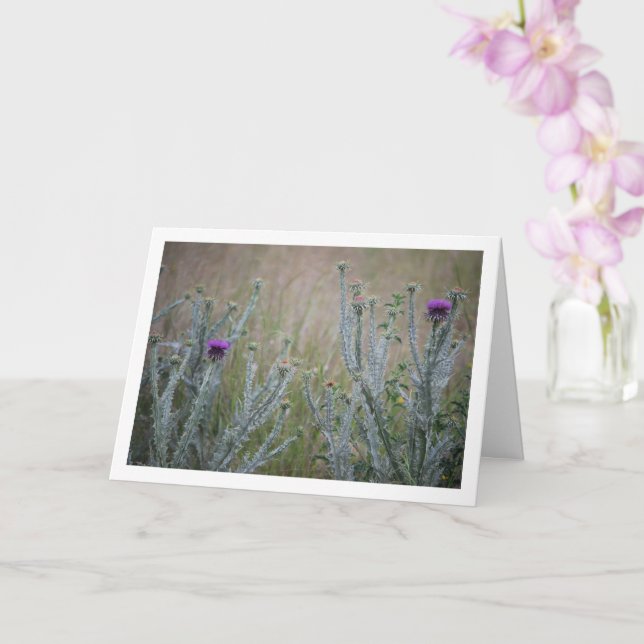 Cotton Thistle, Onopordum Plant Card (Orchid)
