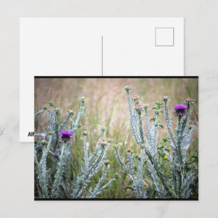 Cotton Thistle, Onopordum Plant Postcard