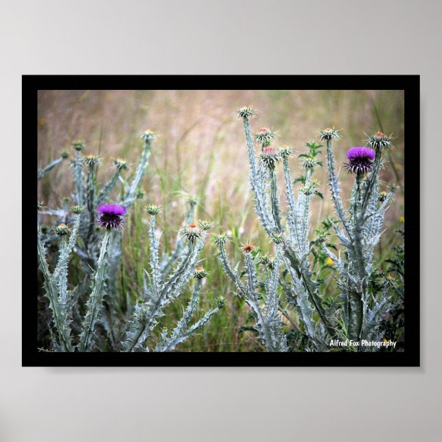 Cotton Thistle, Onopordum Plant Poster (Front)