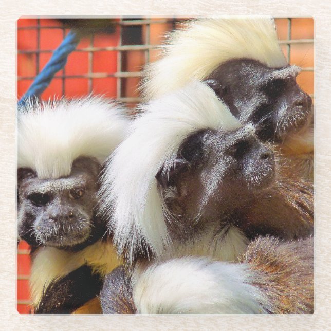 COTTON -TOP TAMARIN MONKEYS GLASS COASTER (Front)