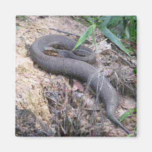 Cottonmouth Snake Basking Magnet