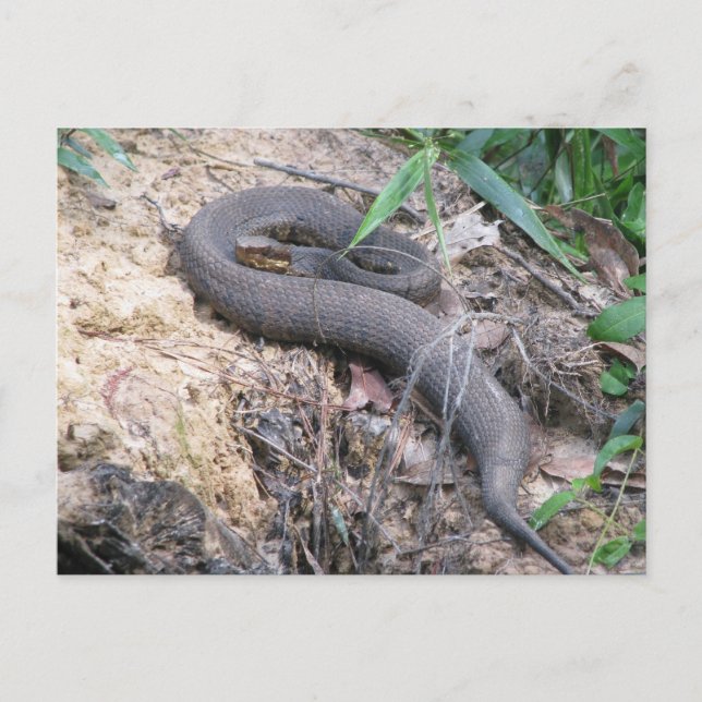 Cottonmouth Snake Basking Postcard (Front)