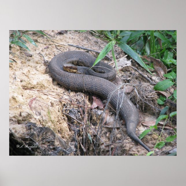 Cottonmouth Snake Basking Poster (Front)