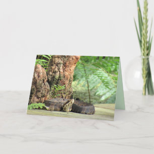 Cottonmouth / Water Mocassin Snake Greeting Card