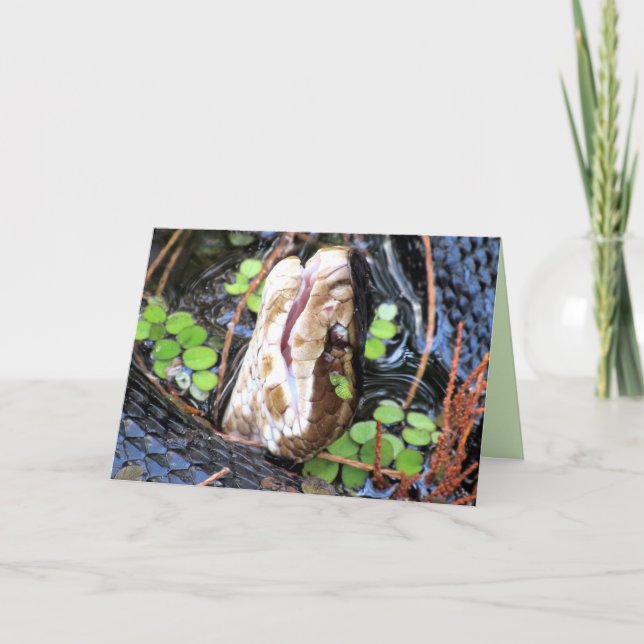 Cottonmouth / Water Moccassin Greeting Card (Front)
