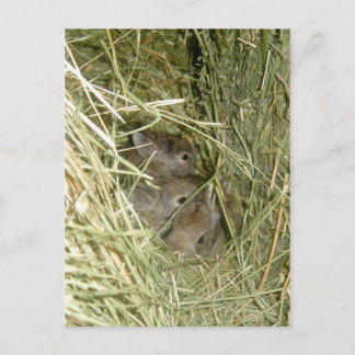 Cottontail Bunnies Postcard