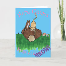 Cottontail