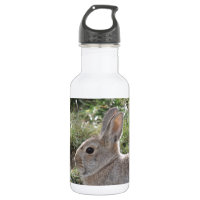 Cottontail Rabbit