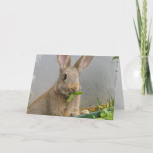 Cottontail Rabbit Greeting Card
