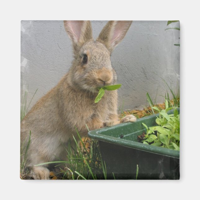Cottontail Rabbit Magnet (Front)