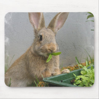 Cottontail Rabbit Mouse Pad